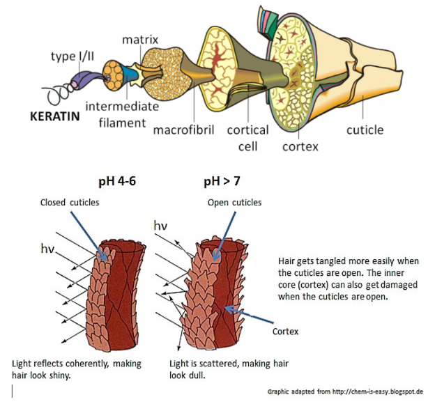 Hair schematic